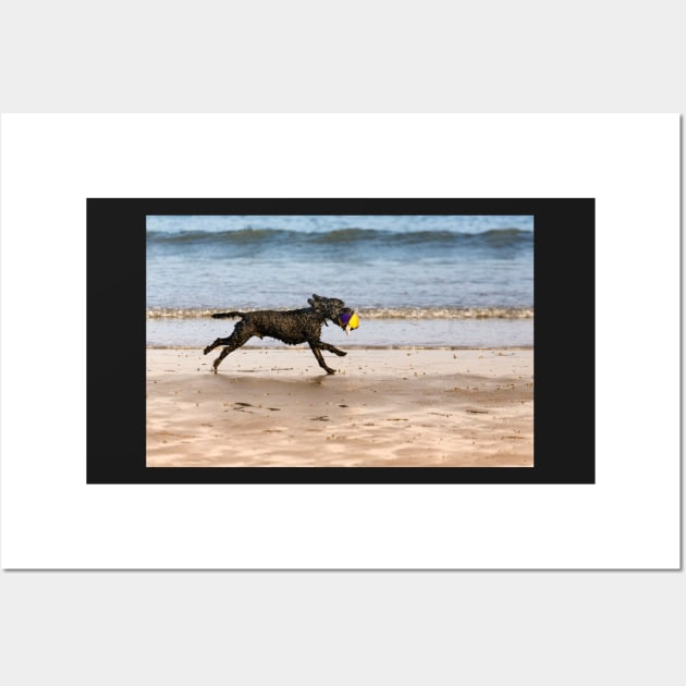 Dog &ball- Filey, Wall Art by jasminewang